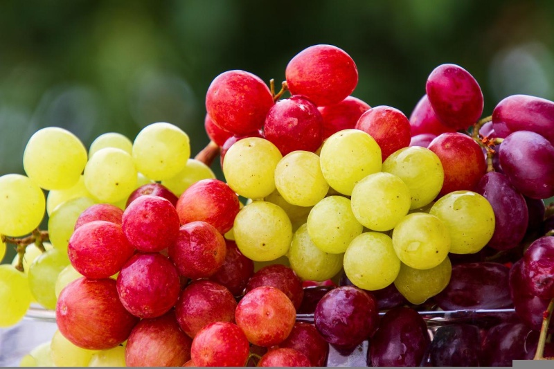 Сорта красного винограда с описаниями и фото топ-10 популярных сортов