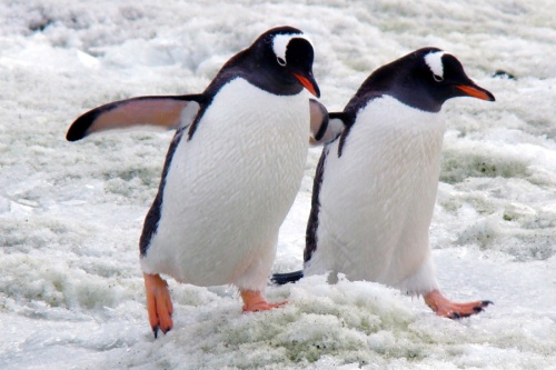 У пингвинов праздник